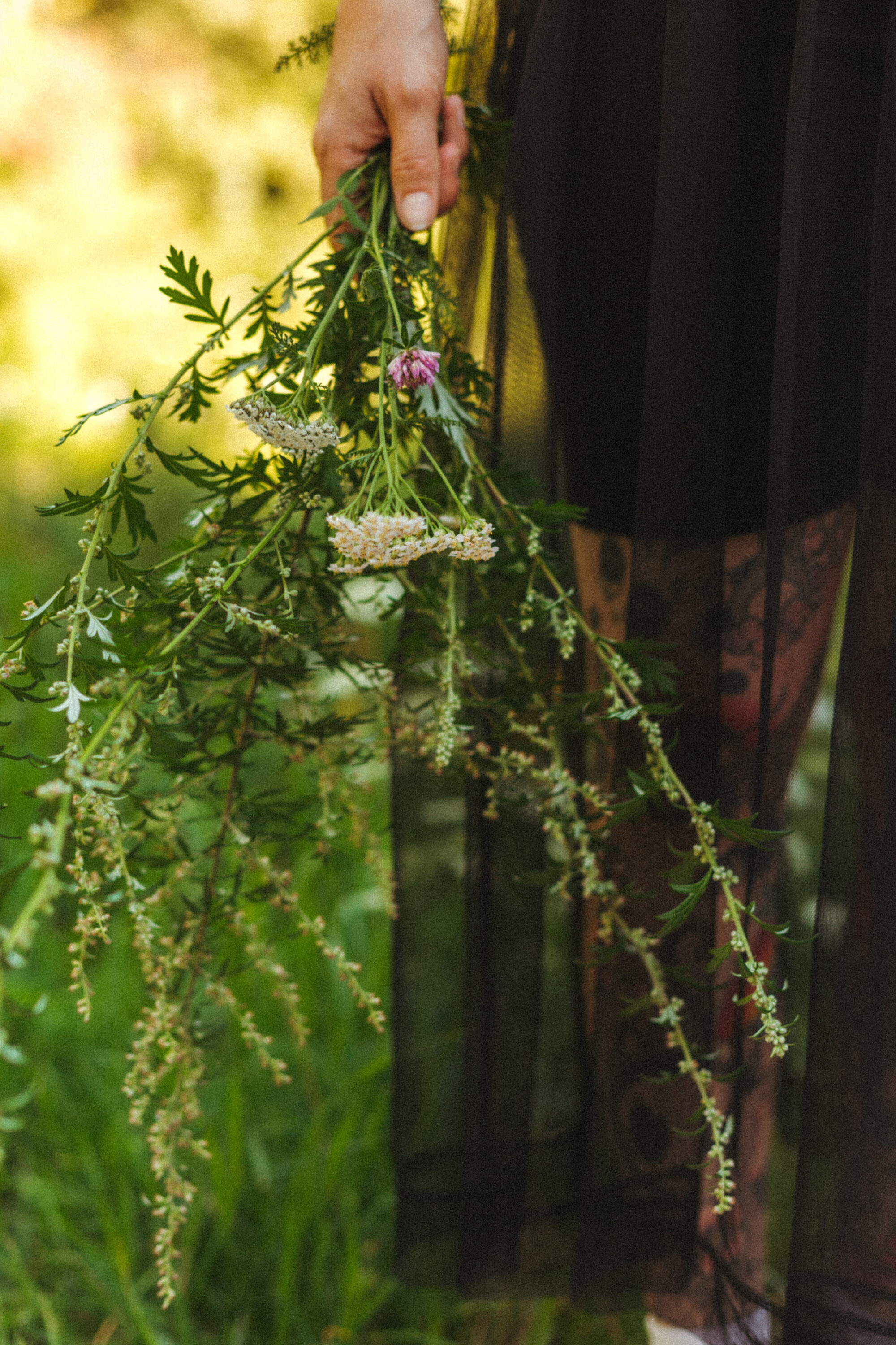 Bijvoet – Artemisia vulgaris
