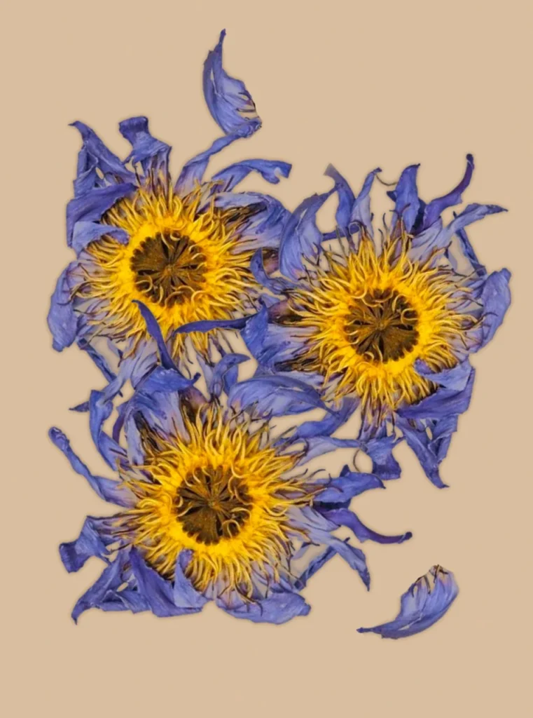 Anima Mundi Blue Lotus hele bloemen
